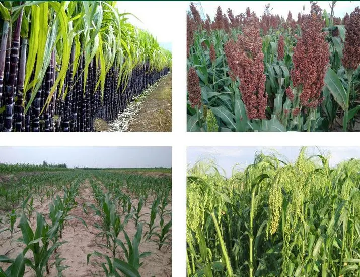 トウモロコシのサトウキビ分野の除草剤制御年次雑草のWeedicide Mesotrione 15% Sc