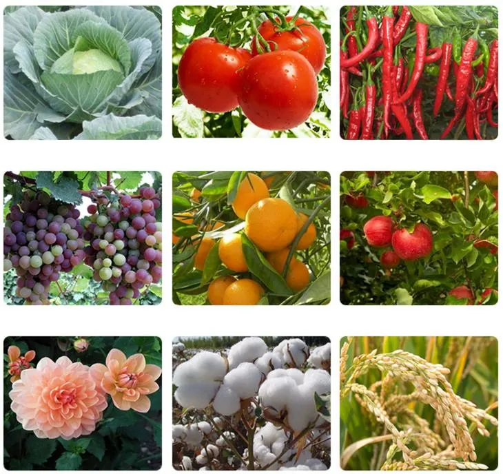 柑橘類の野菜Thripsの米のヨコバイのアブラムシの全身の殺虫剤のThiamethoxam 30% Sc